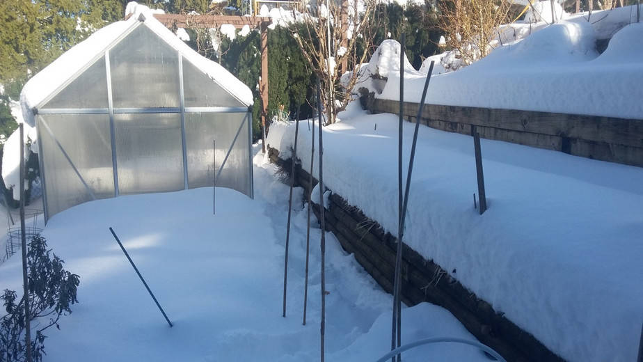 Guide to the Best Greenhouse Crops for Winter Greenhouse Info