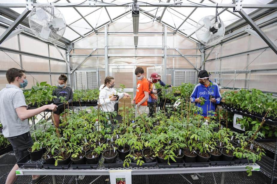 Greenhouse Gardening For Dummies Fasci Garden