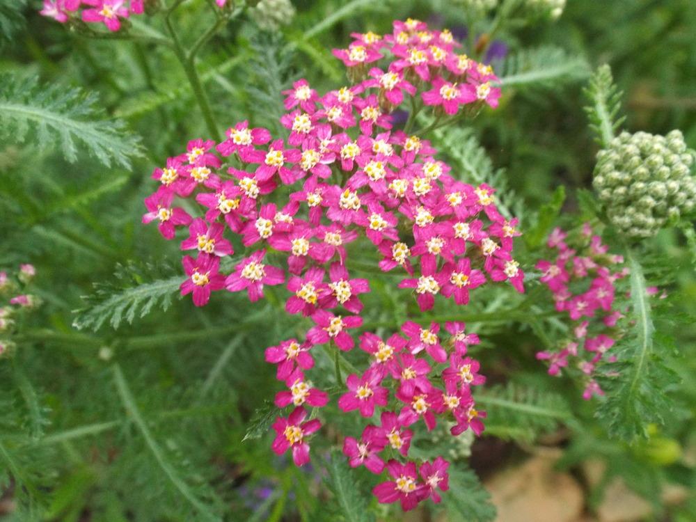 Best 20 Perennials for Indianapolis GreenImage Landscape & Design