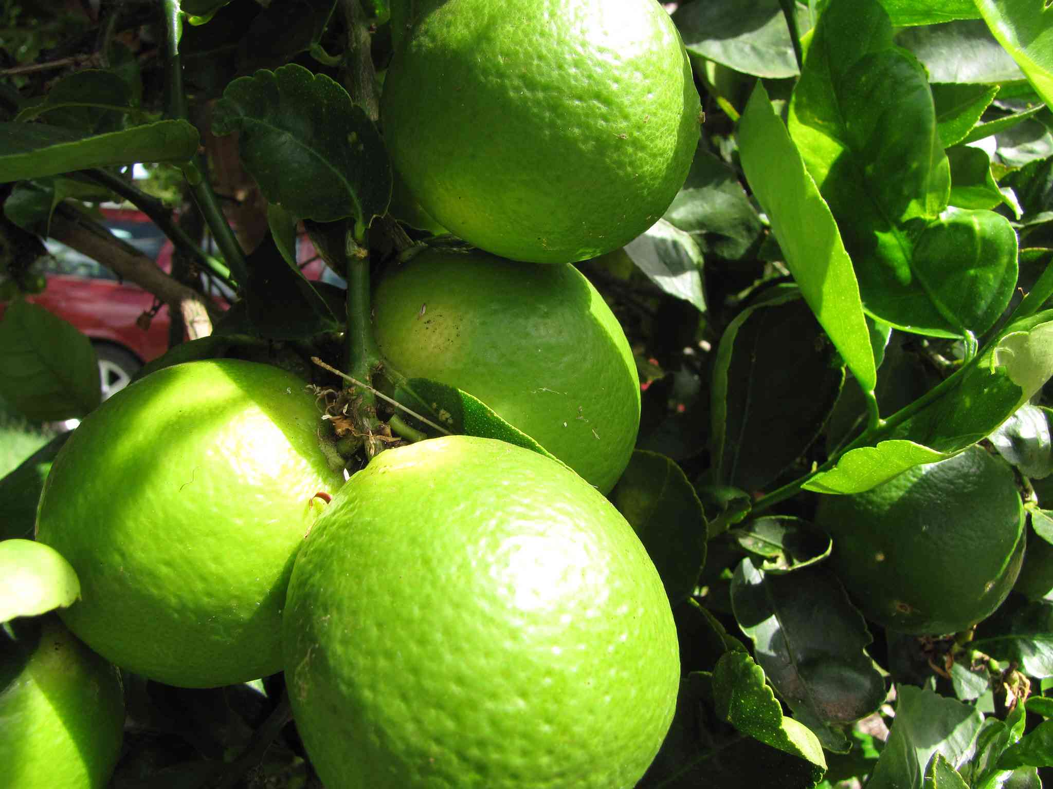 More About Lime Growing In Uganda