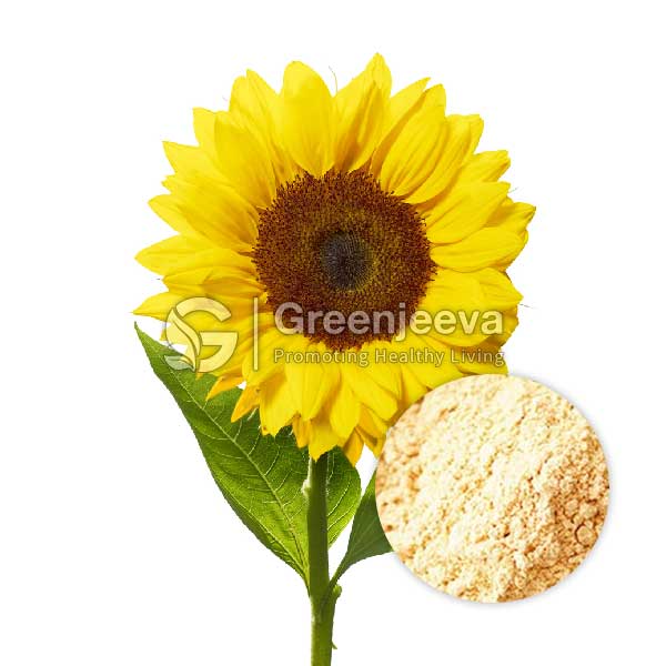 Sunflower Lecithin Powder Dietary Ingredients Supplier Canada Green