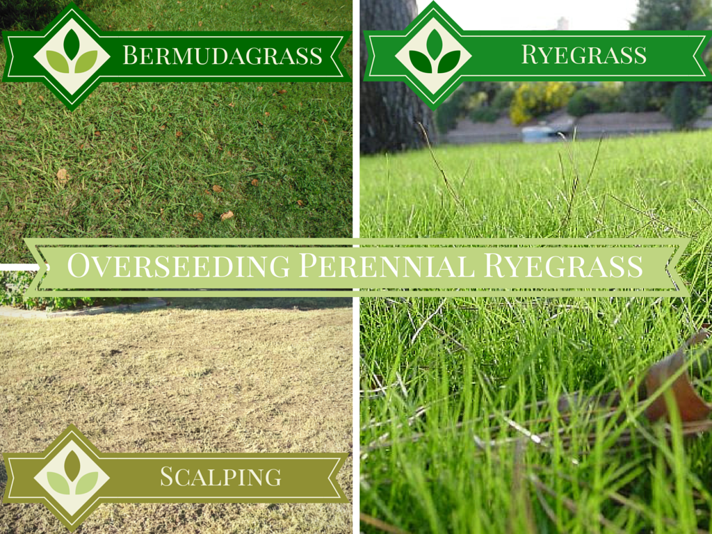 Overseeding with Perennial Ryegrass