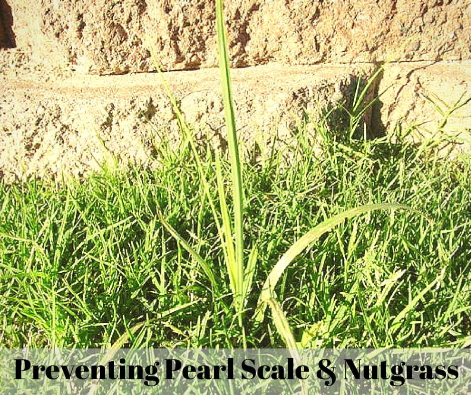 Preventing Pearl Scale & Nutgrass Green Keeper