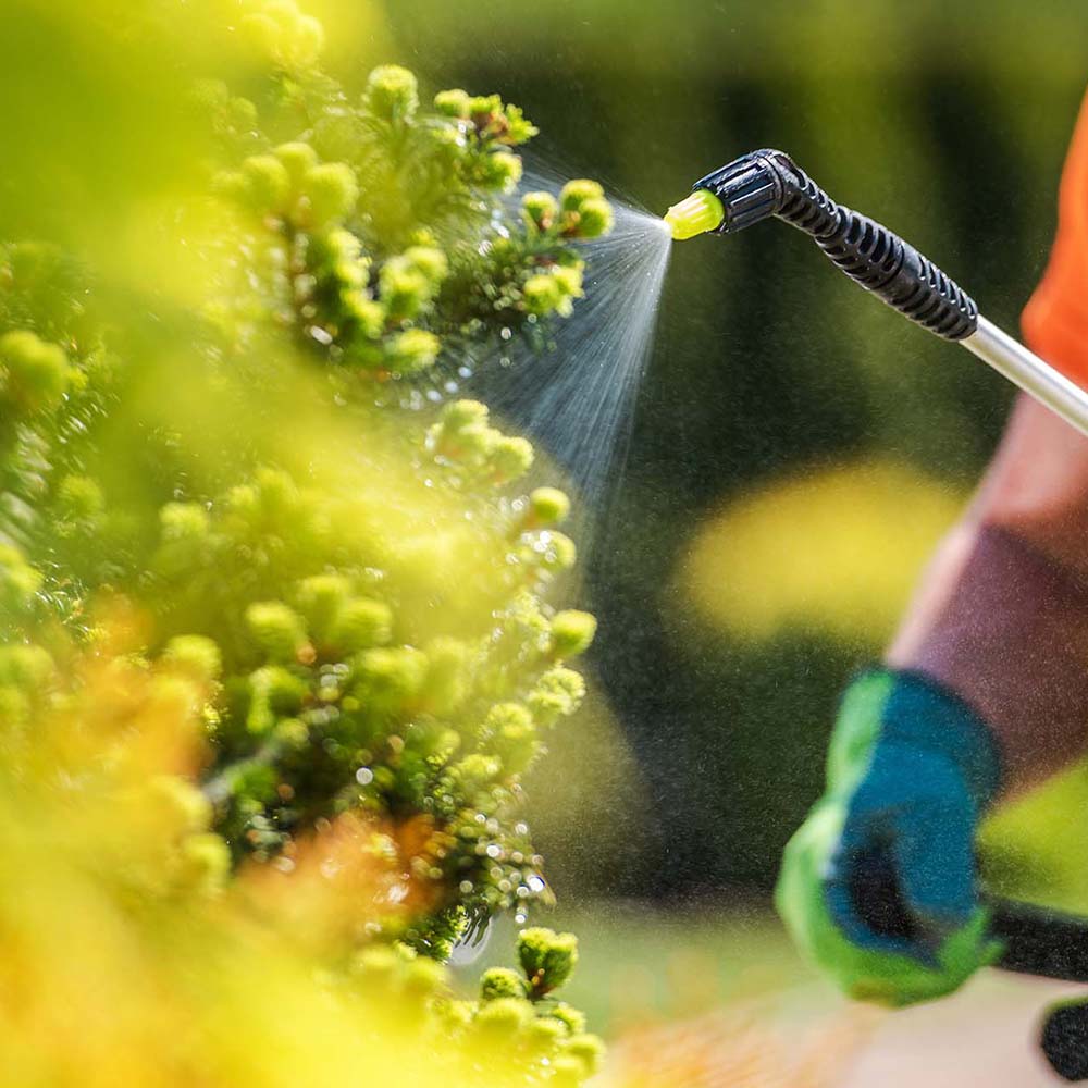 Tree and Shrub Care Services in Arizona Green Keeper