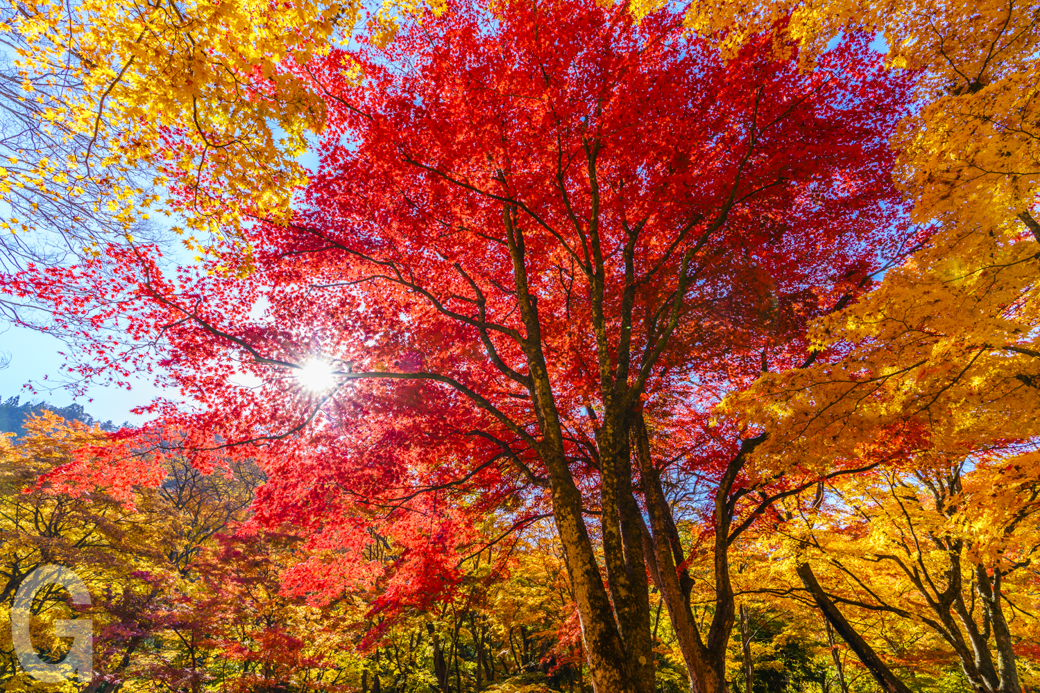 紅葉シーズン限定! 中野もみじ山＆黒森山浄仙寺 半日ツアー | 日帰り
