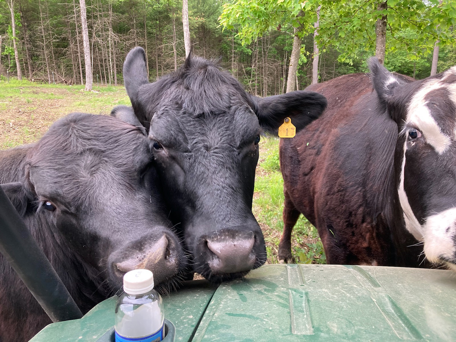 Photos Greenland Farm