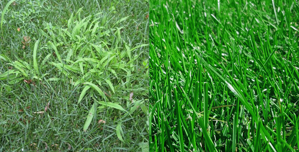 Crabgrass Control for Carmel, Indiana GreenLawn by Design