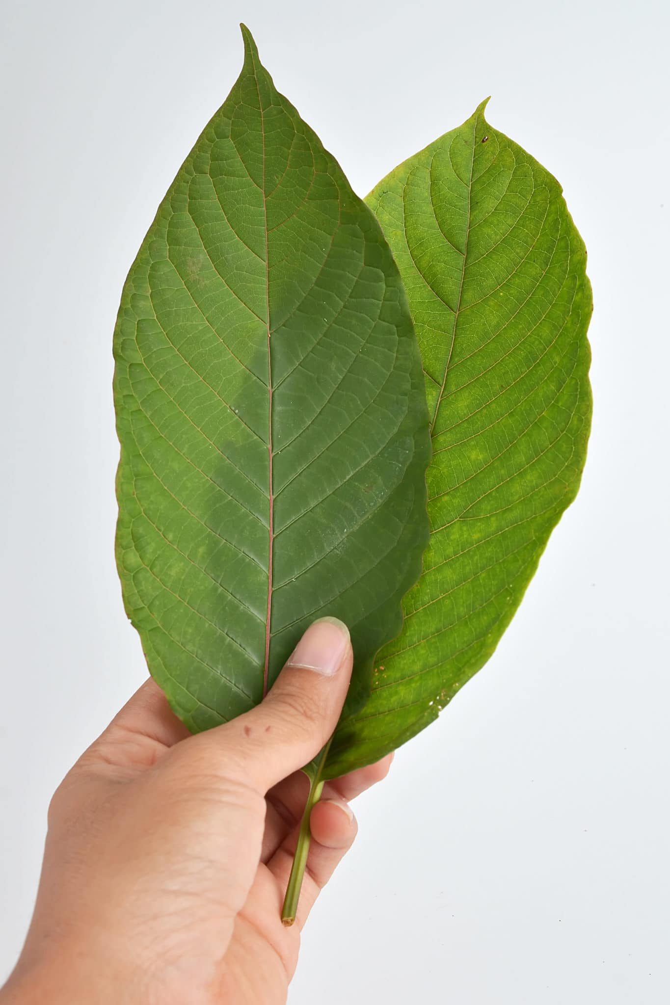 Kraken Kratom Coupon Code Green Leaf Kratom