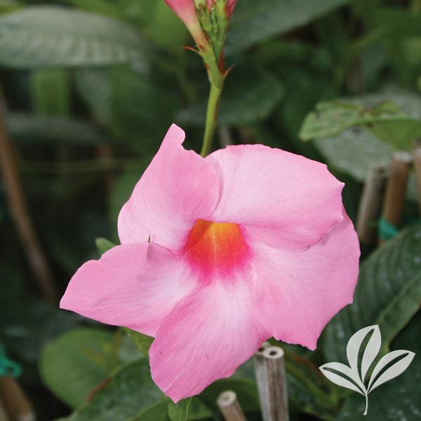 Mandevilla Mandevilla x amabilis 'Alice du Pont' Alice Du Pont Pink Mandevilla from Greenleaf