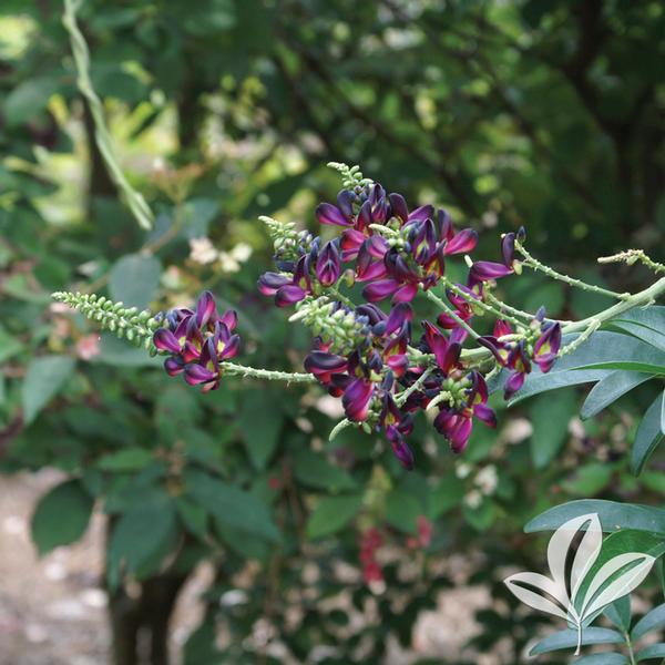 Millettia Millettia reticulata EVERGREEN WISTERIA from Greenleaf Nursery