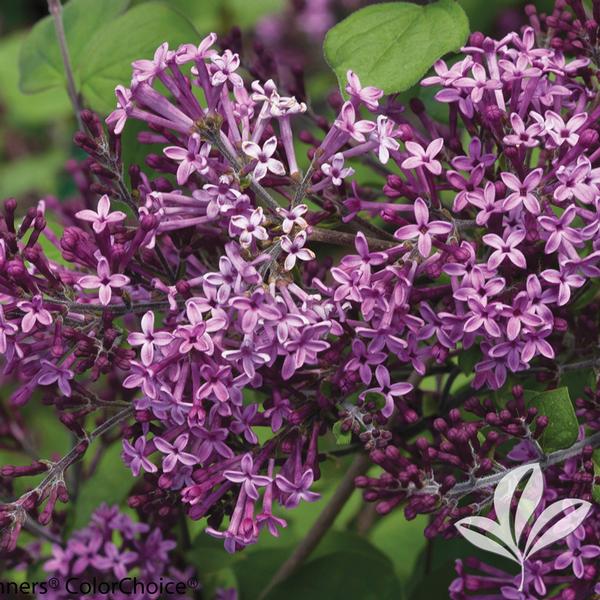 Syringa Syringa x 'SMSJBP7' Bloomerang® Dark Purple Lilac from
