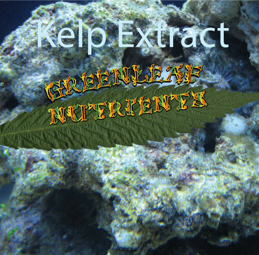 Kelp Concentrate Greenleaf Nutrients