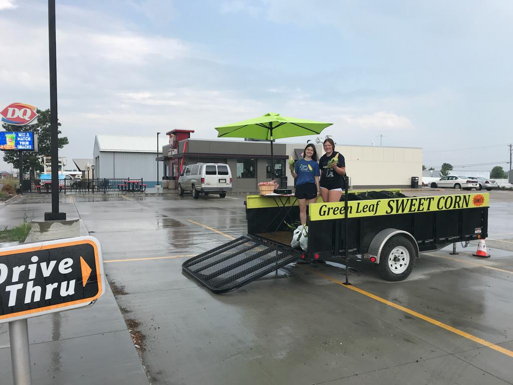 Olivia MN Sweet Corn Stand Green Leaf Sweet Corn