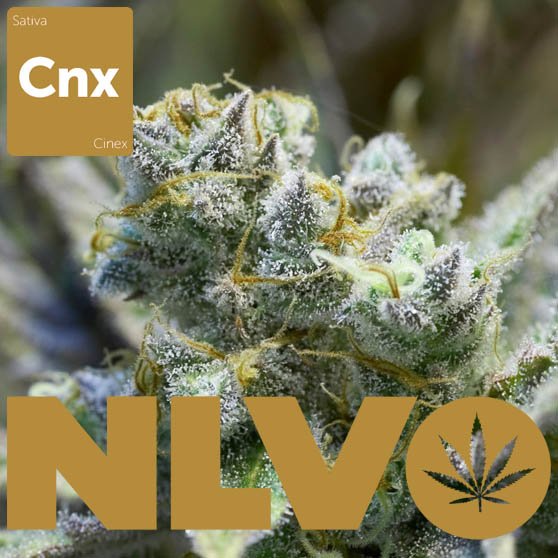 NLVO Greenleaf Wellness Available in Nevada