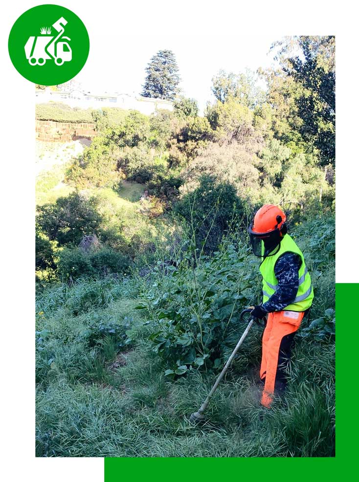 Brush Clearing Green Leaf Zone