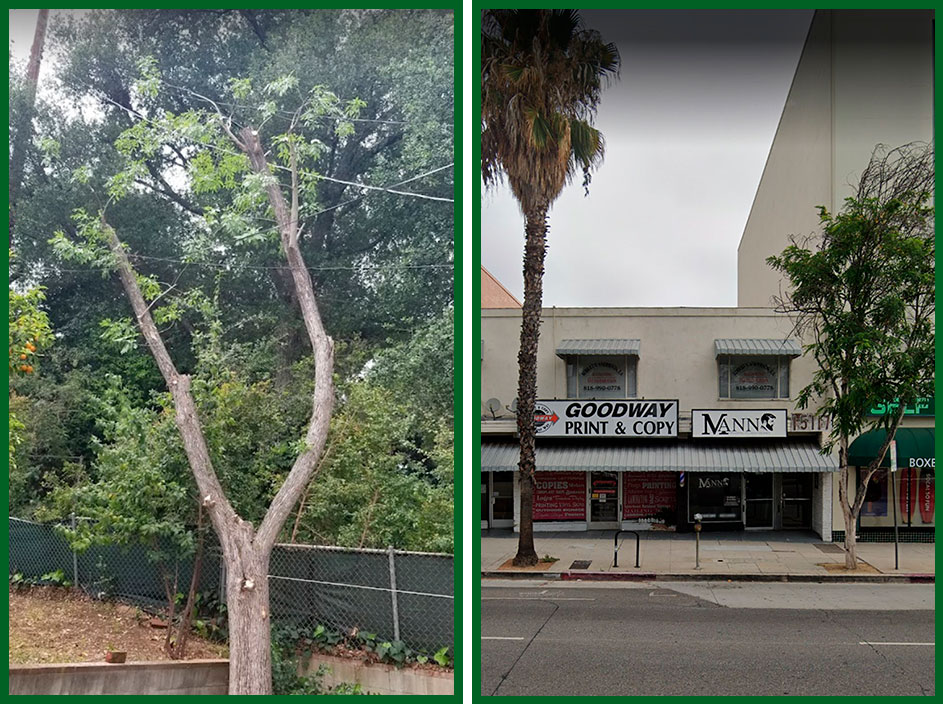 Green Leaf Zone's Gallery Green Leaf Zone