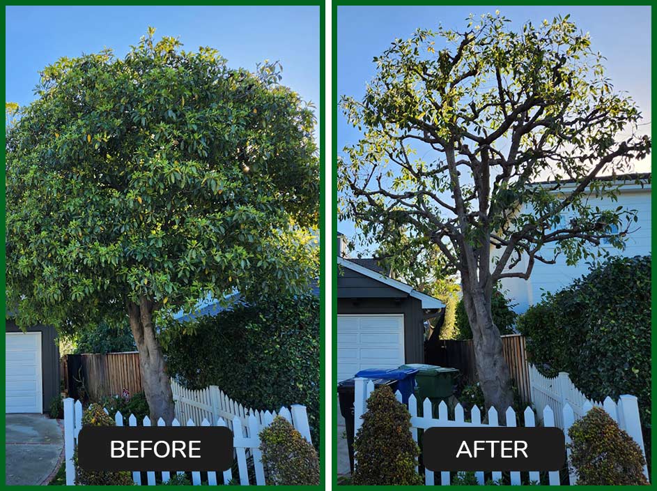 Green Leaf Zone's Gallery Green Leaf Zone