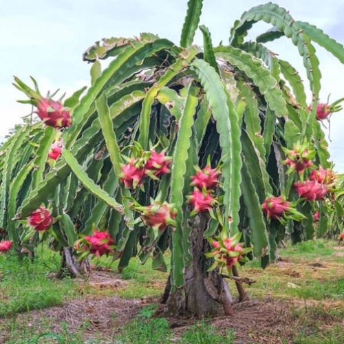 Dragon fruit aka Pitahaya GreenLife by Shamus O'Leary