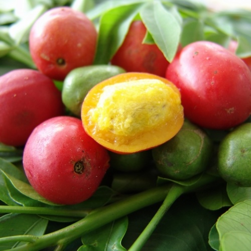 Hog Plum Spondias Mombin GreenLife by Shamus O'Leary