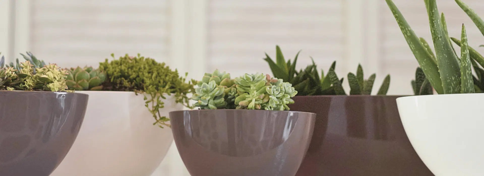 Indoor Plants Dublin Greenlife Plants