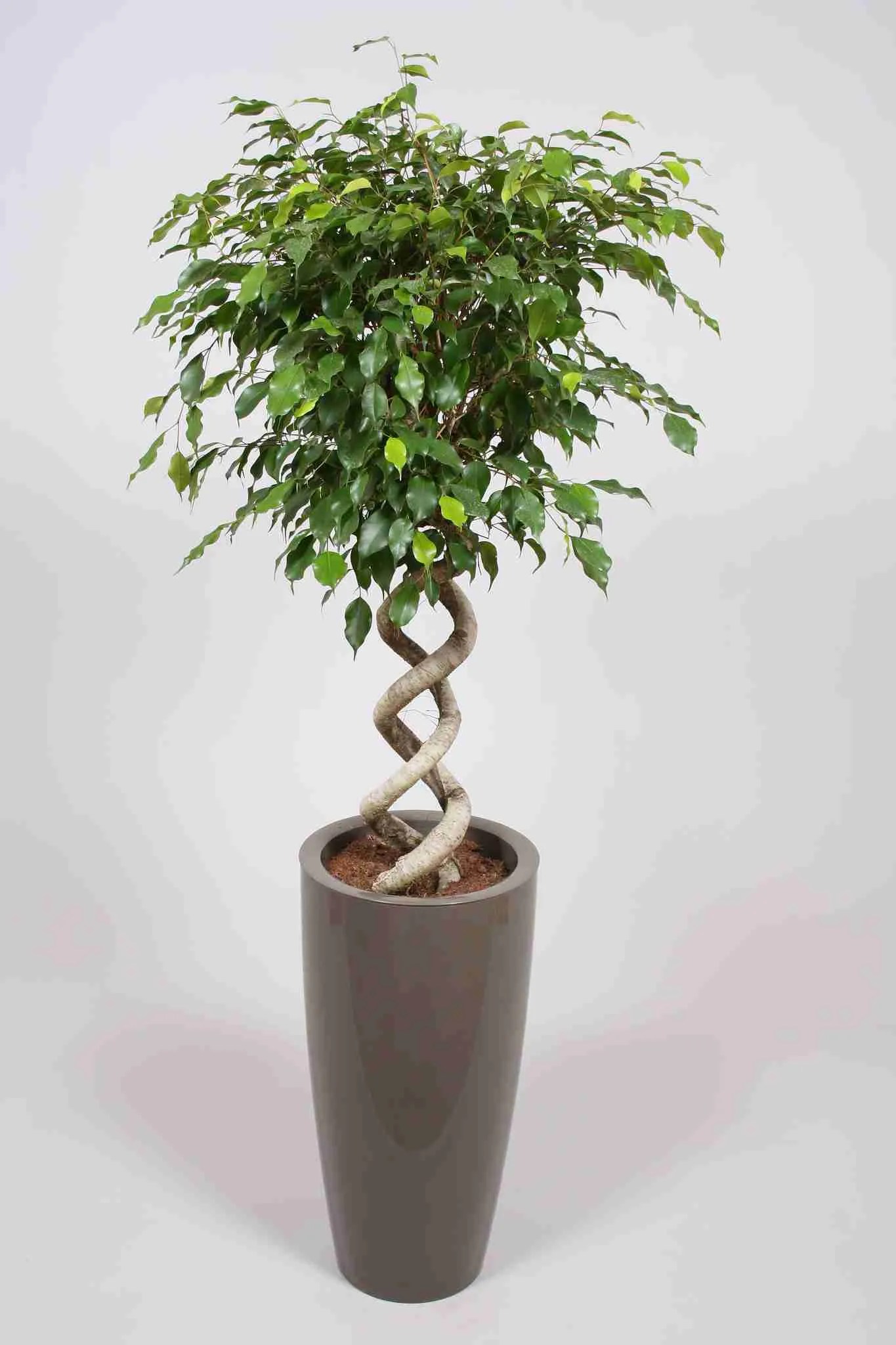 Our Products Best indoor plants Dublin, Ireland Greenlife Plants