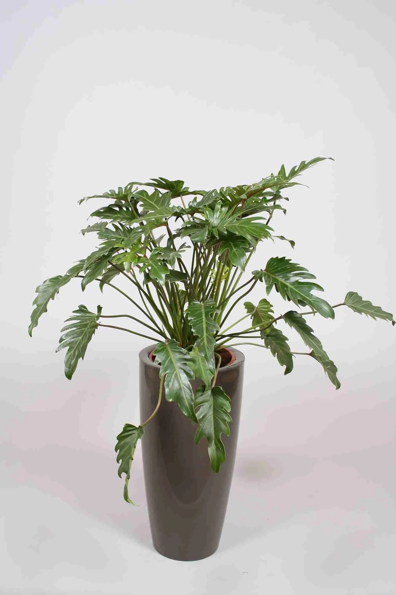 Our Products Best indoor plants Dublin, Ireland Greenlife Plants