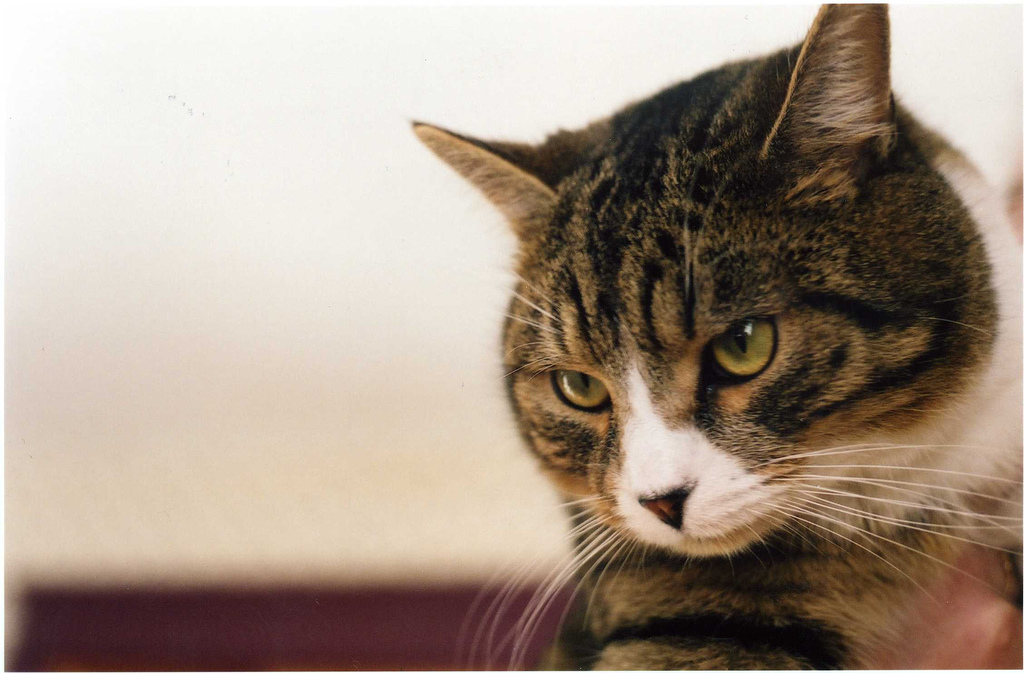 compostable kitty litter