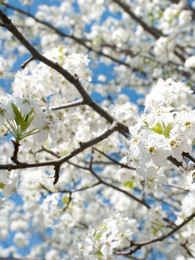 How Long Does A Bradford Pear Tree Live? Green Living Zone