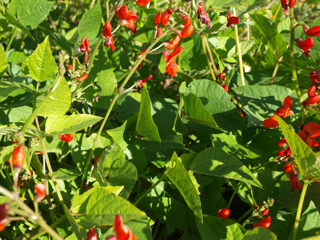 Runner Bean Flowers Edible Best Flower Site