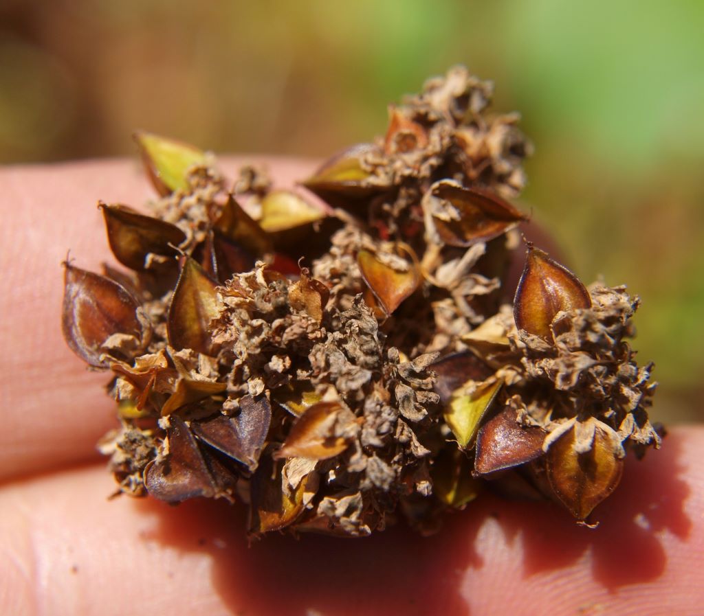 Buckwheat Green Man Publishing