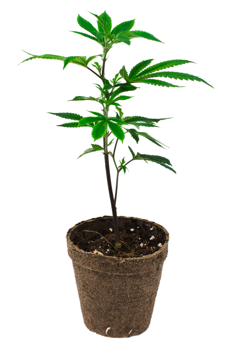 Massachusetts Dispensaries AdultUse & Medical Cannabis Green Meadows