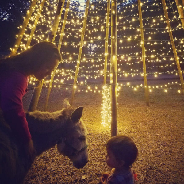 CHRISTMAS LIGHTS Green Meadows Farm