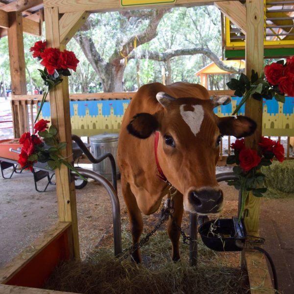 THE FARM Green Meadows Farm