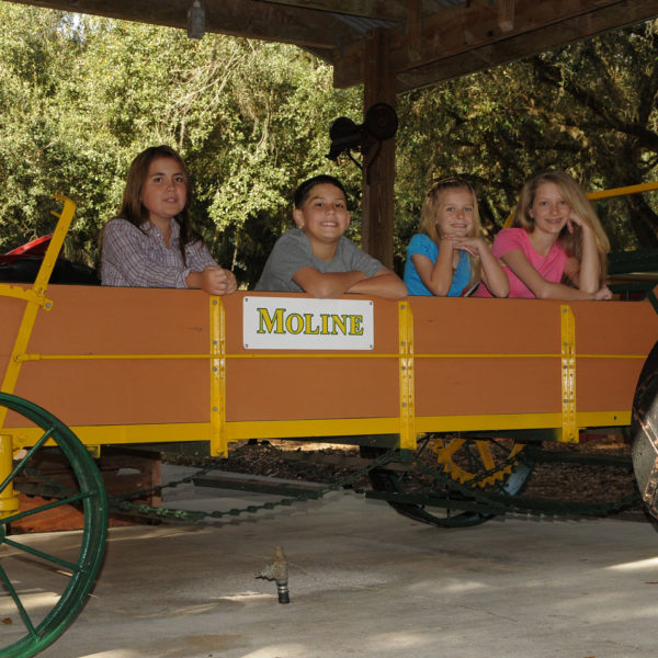 THE FARM Green Meadows Farm