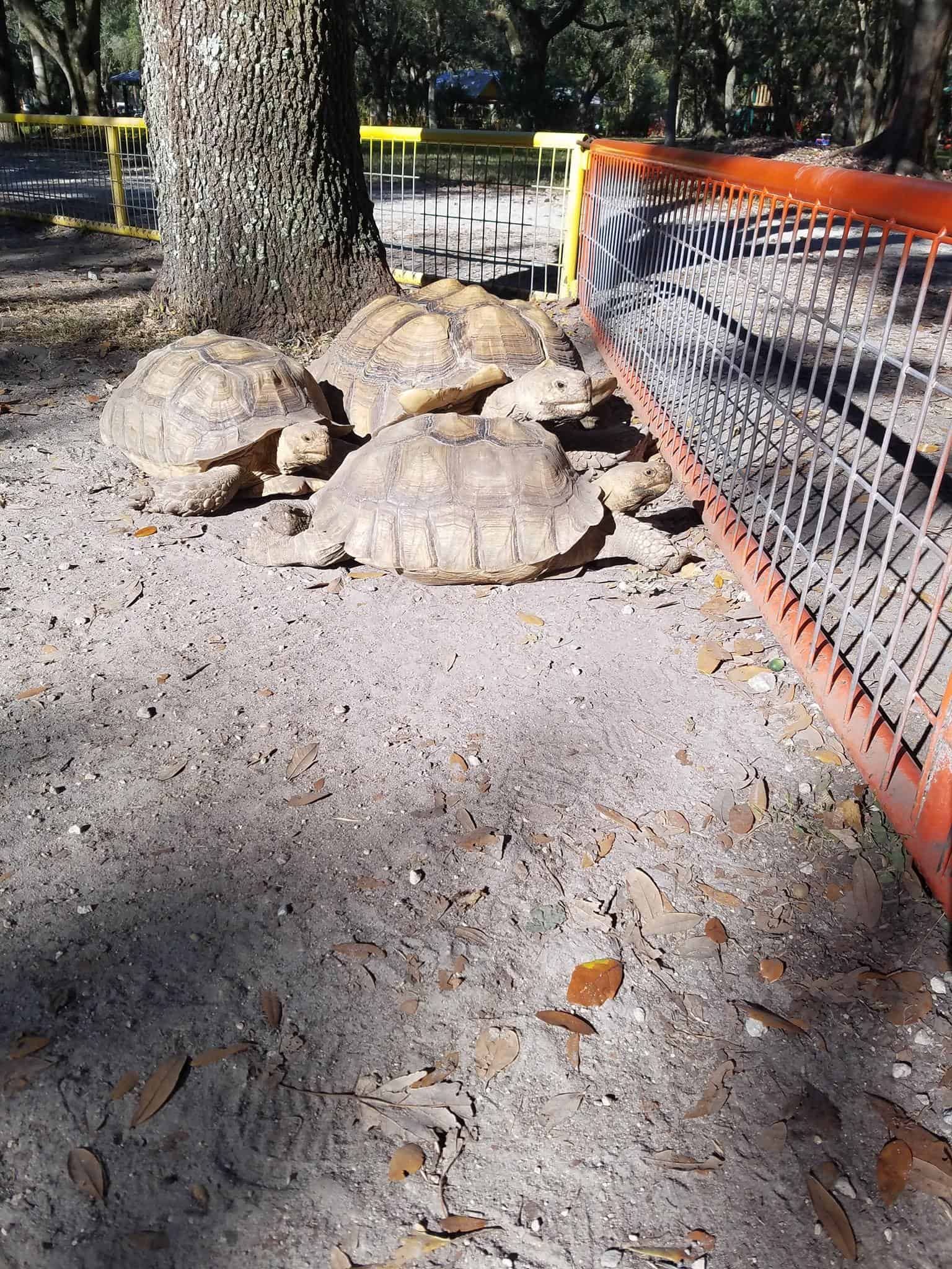 THE FARM Green Meadows Farm