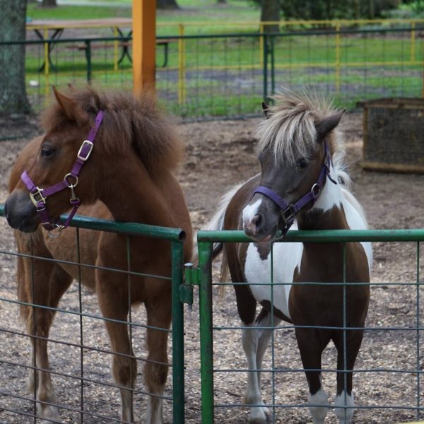 THE FARM Green Meadows Farm