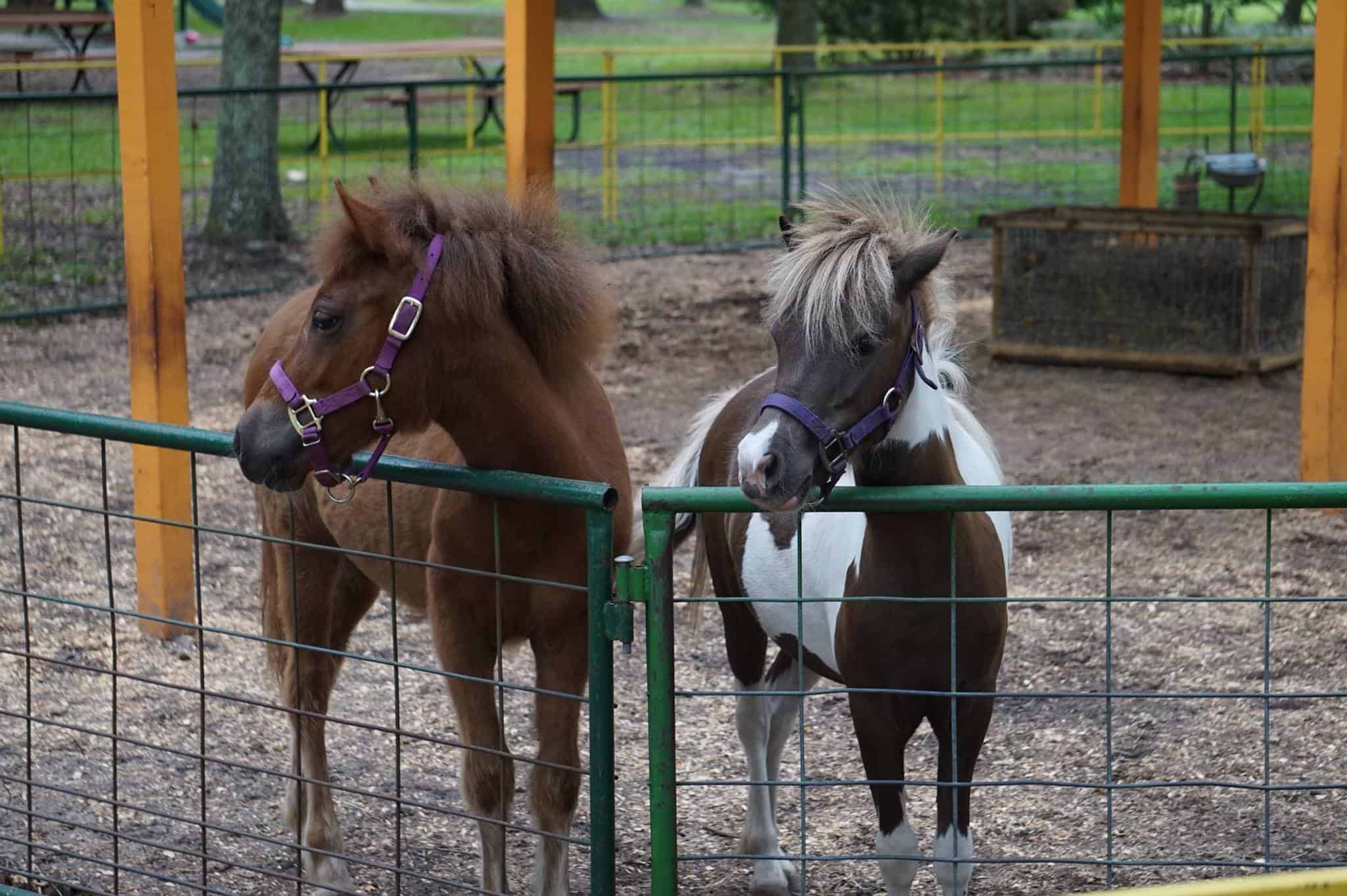 THE FARM Green Meadows Farm