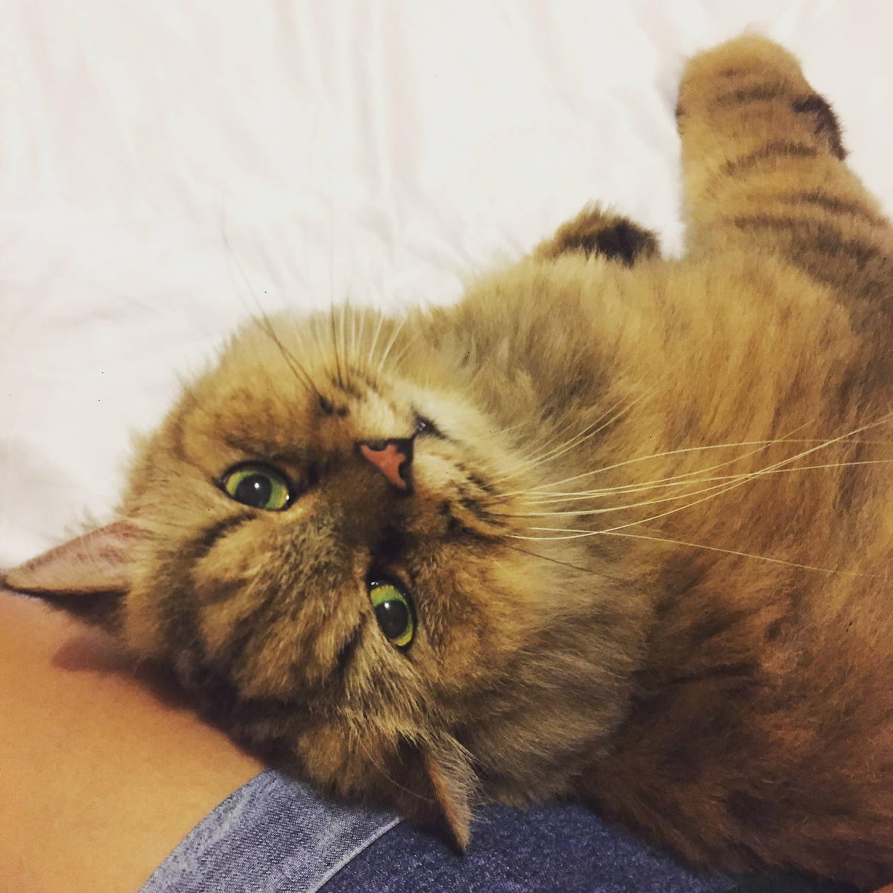 Cremation Green Meadows Pet Aftercare Services