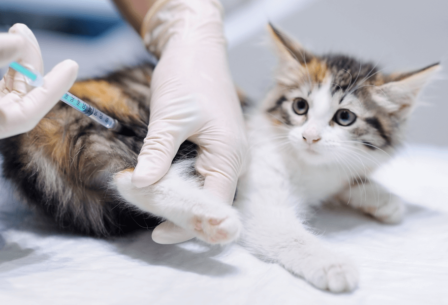 Pet Vaccinations Near Me 05403 Green Mountain Animal Hospital