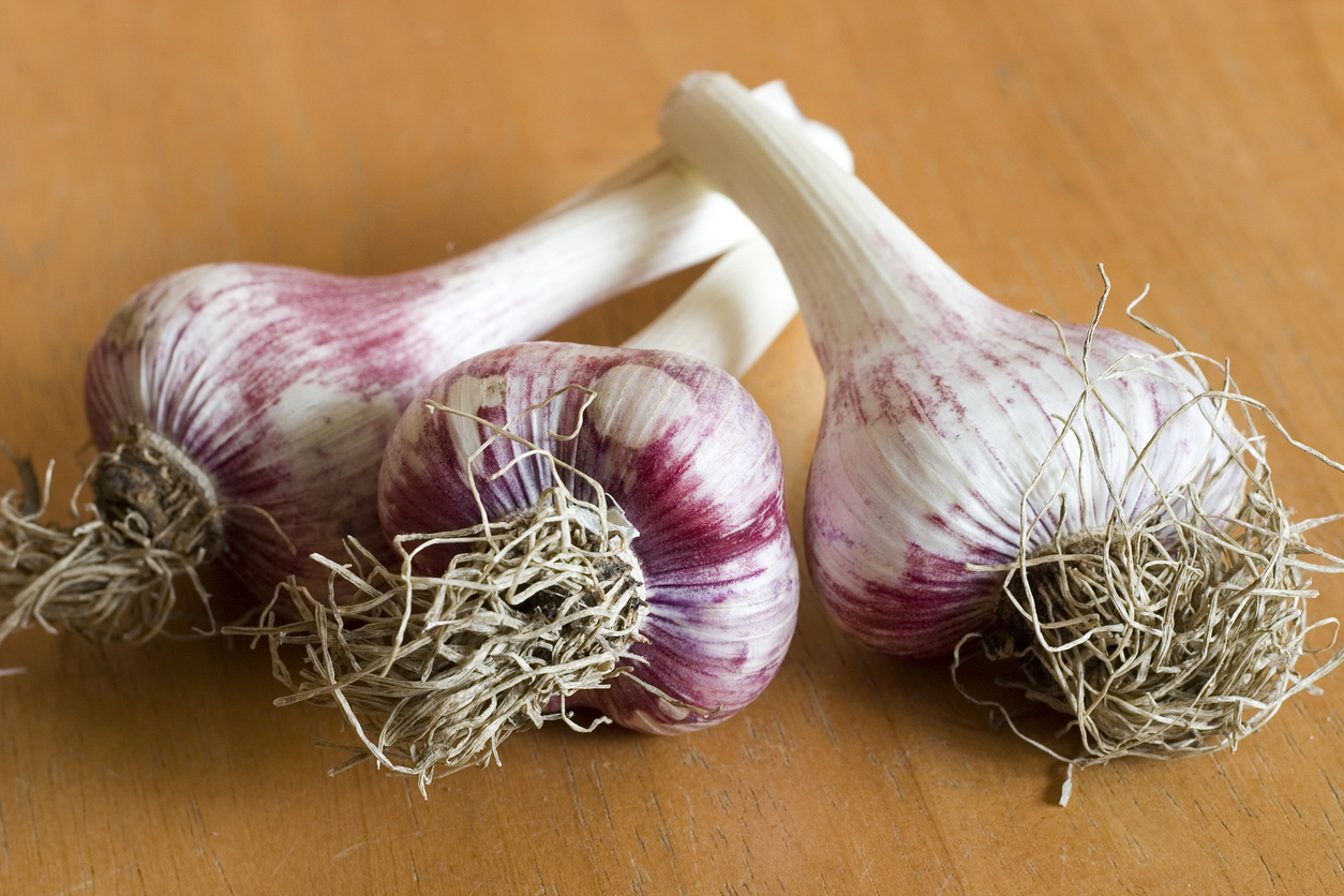 How to grow garlic