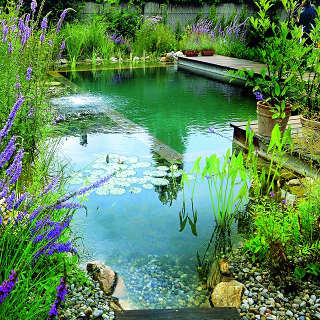 Brilliant Natural Swimming Pools Greenmoxie™