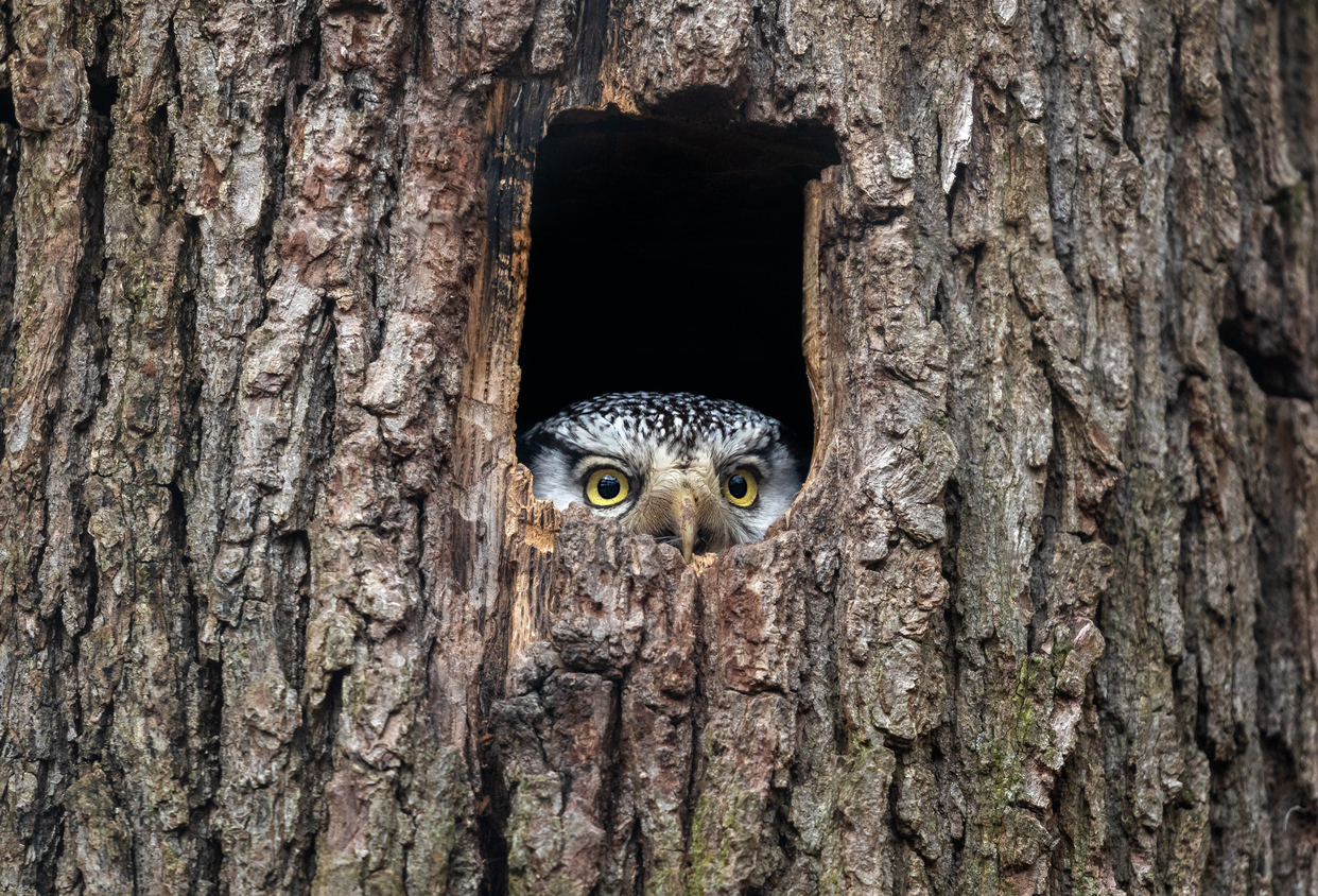 10 Things You Can Do to Help Protect Owls Greenmoxie™