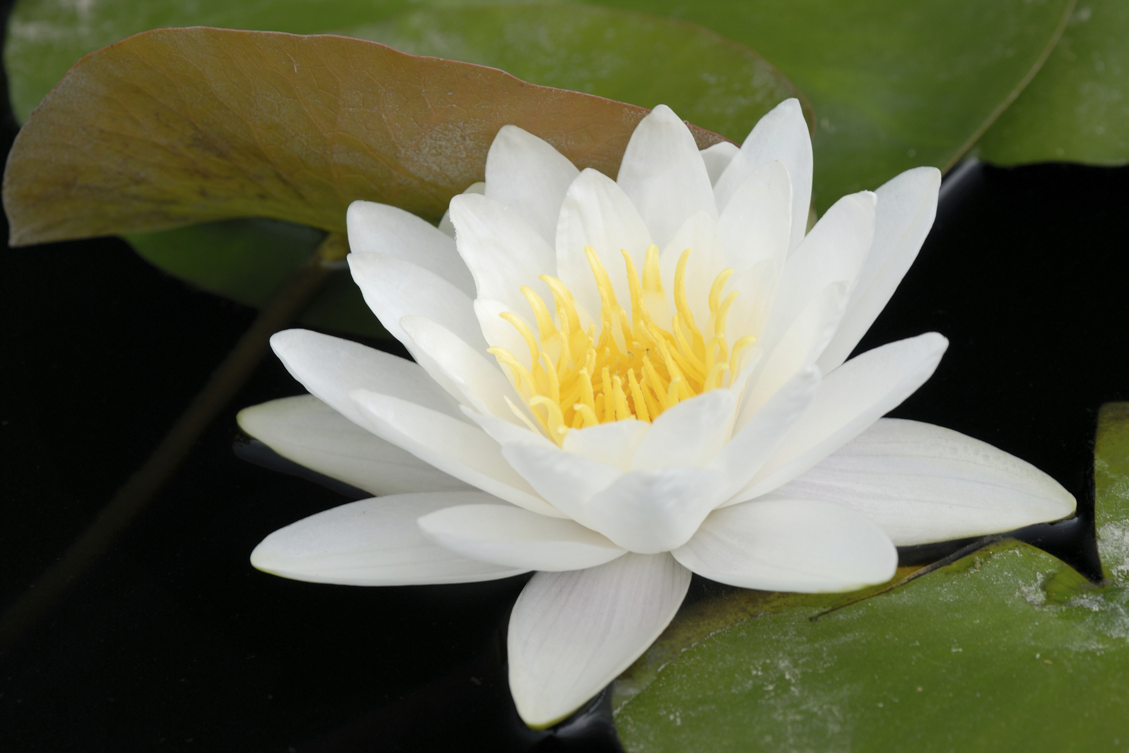 Foraging for Edible Wild Flowers