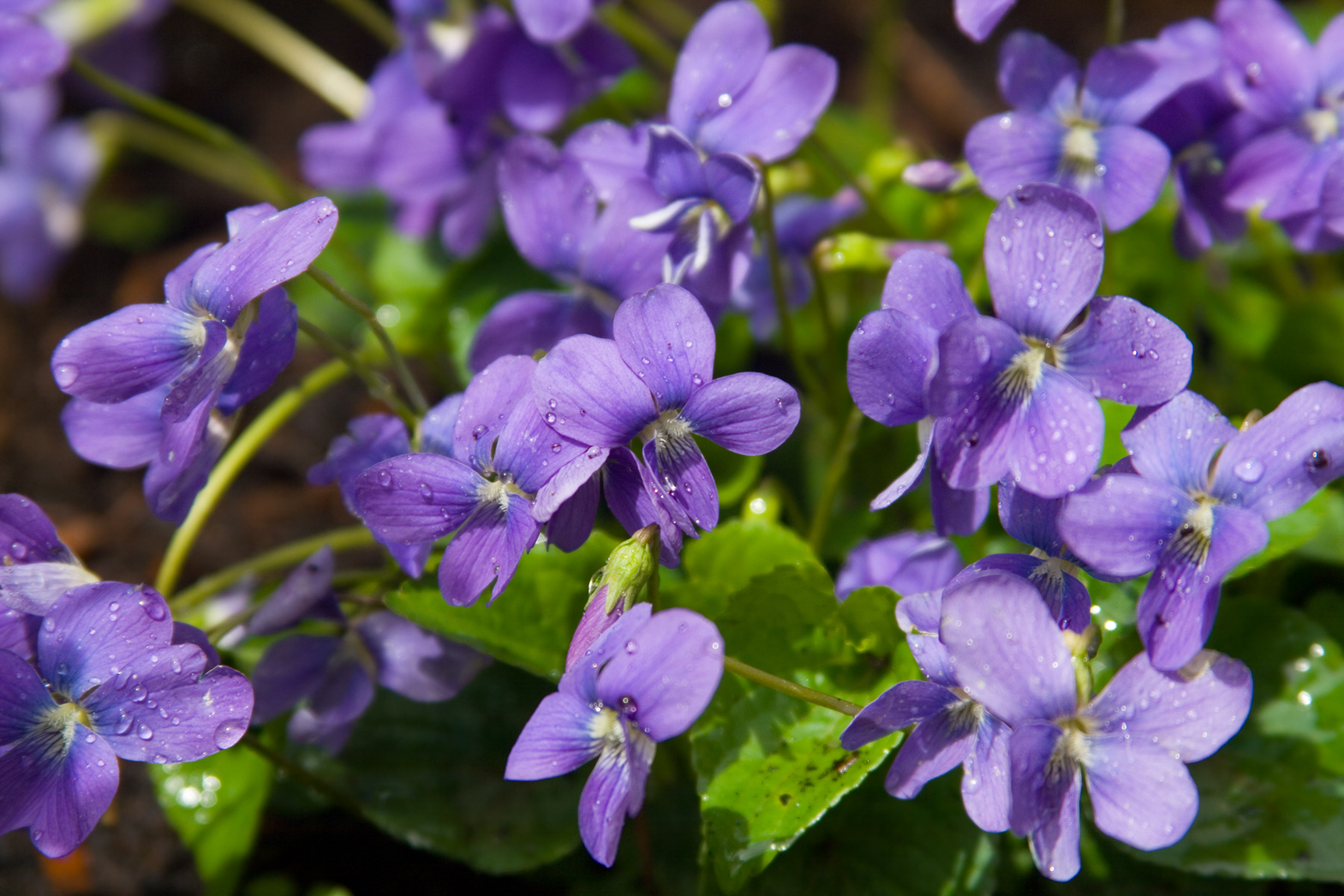 Foraging Wild Violets for Food and Medicine Greenmoxie™