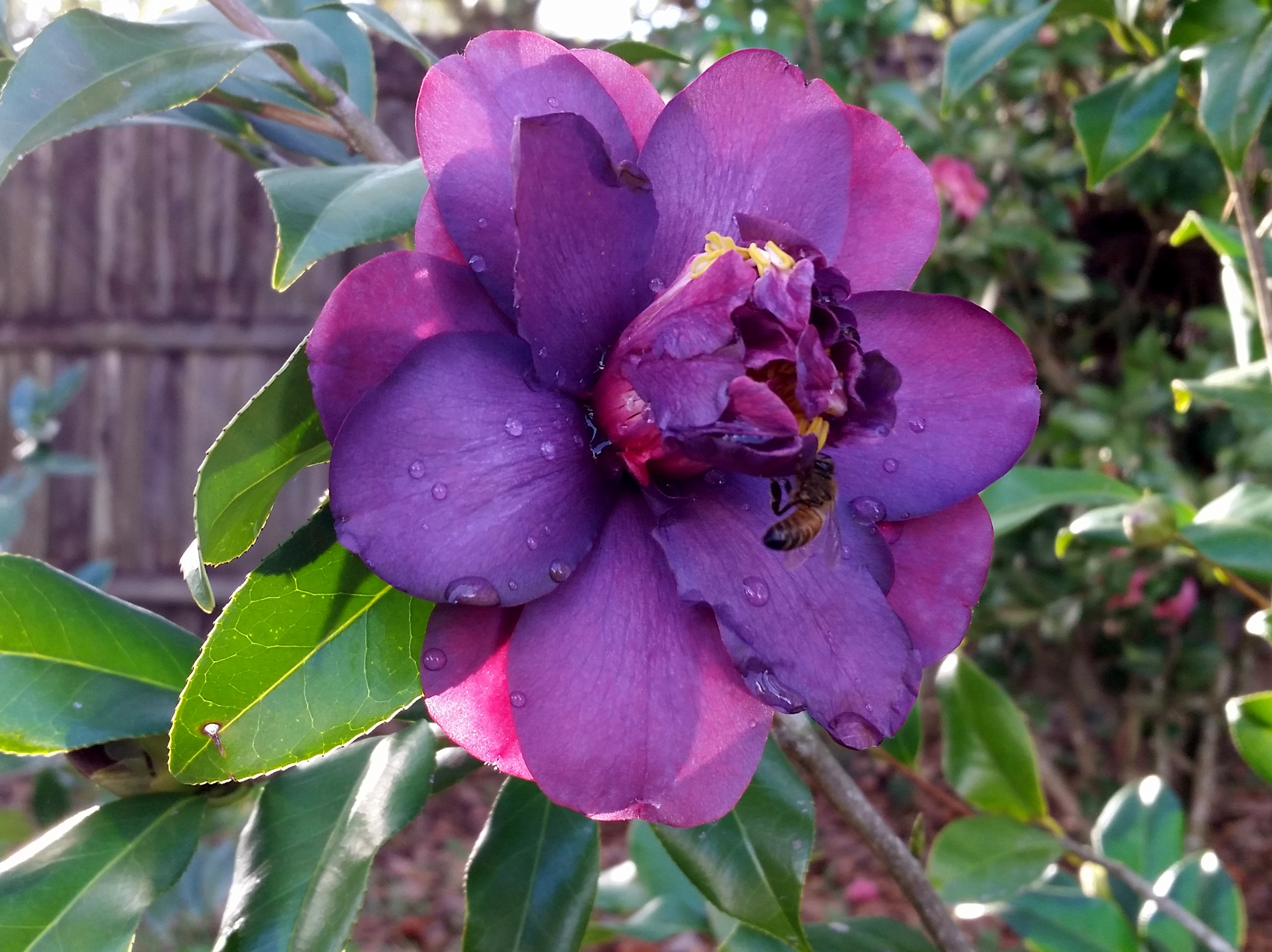 Camellias GREEN NURSERIES
