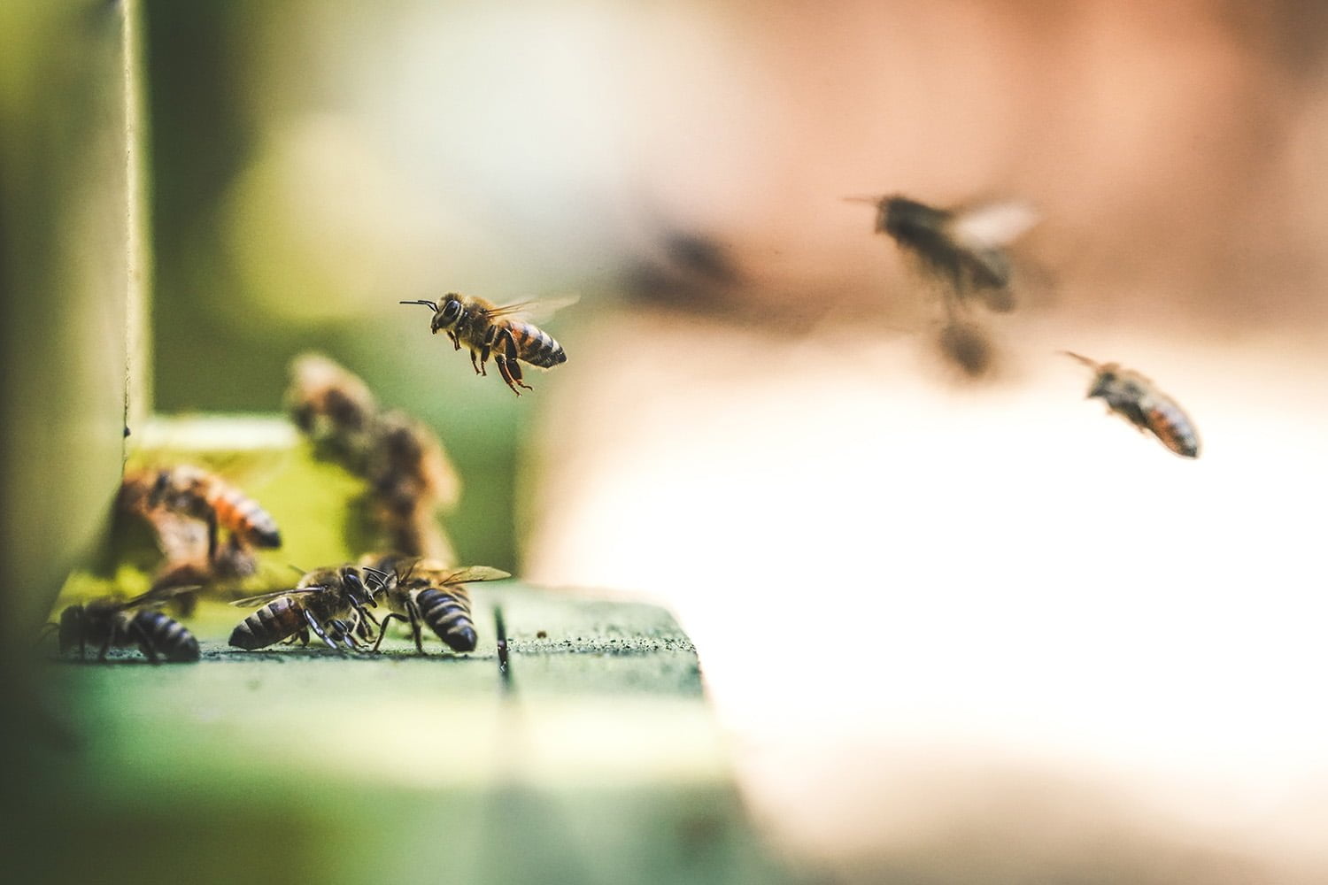 What's Killing Our Bees and How Can Our Choices Help? - Greenopedia