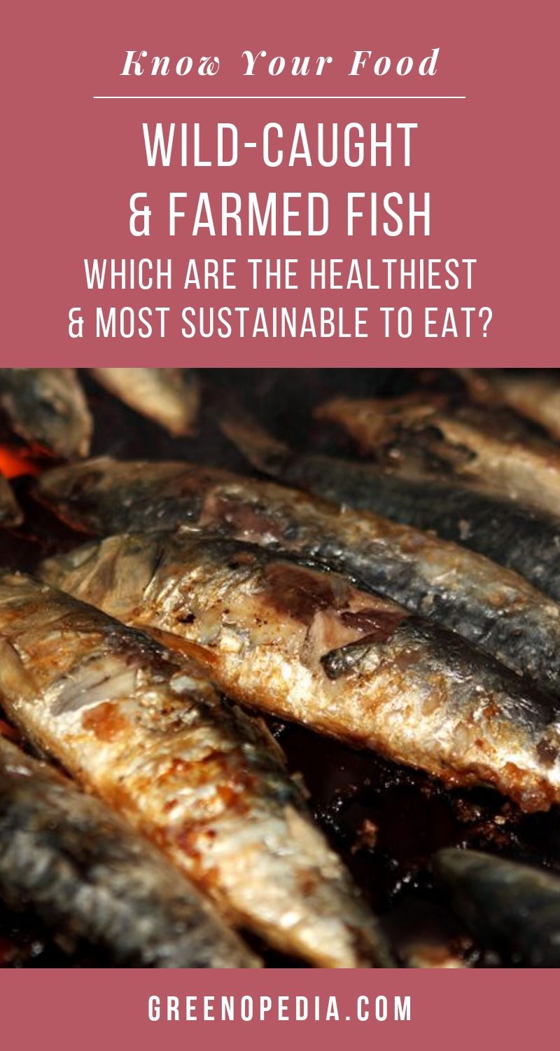 WildCaught vs. Farmed Fish Which are the Healthiest and Most