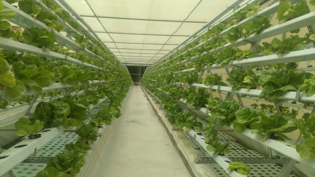 A frame NFT system Hydroponics Systems for Home, School, Office