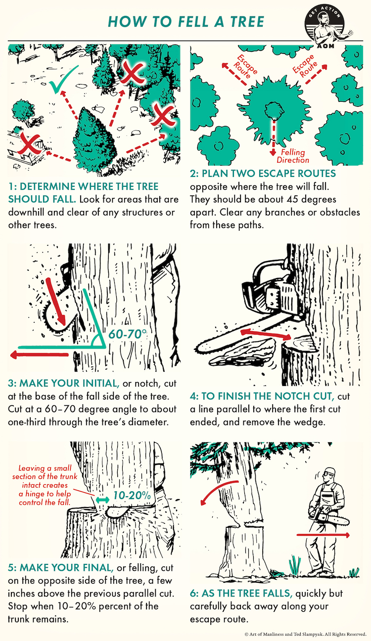 How to Fell a Tree (Illustrated Guide) | GreenPal