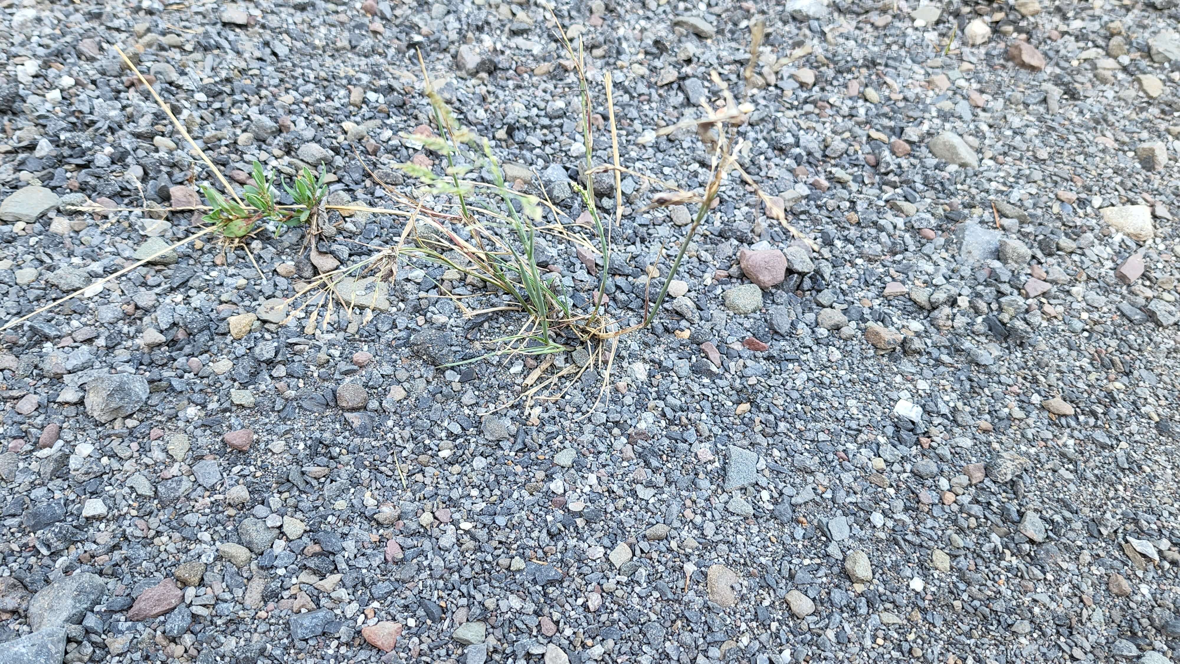 5 Killer ways to Get Rid of Weeds in Your Driveway. And Keep Them OUT!